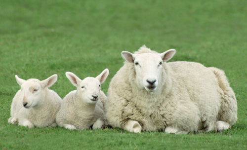 http://www.goodnightnaturals.com/media/sheep_home_500.jpg