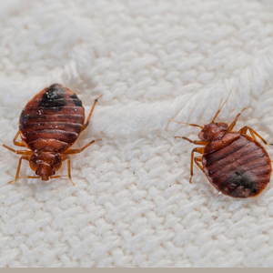 Bedbugs